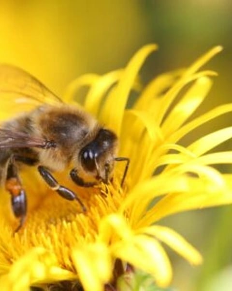 La vie merveilleuse des abeilles
