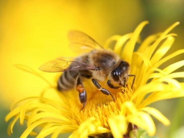 La vie merveilleuse des abeilles